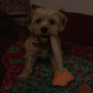 Meet your Posher, Sabrina